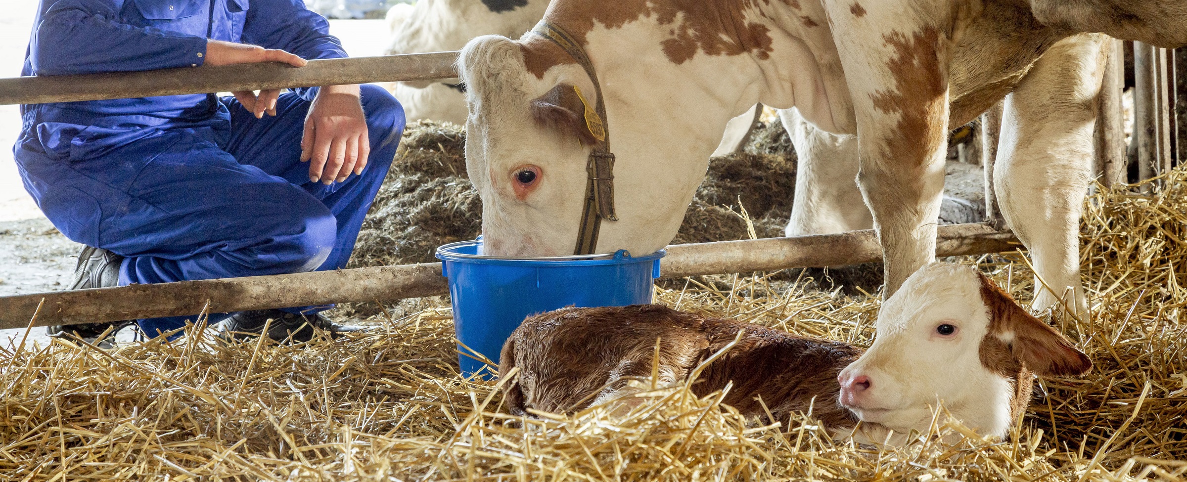 Feeding Reviva after calving will boost your cows’ vitality