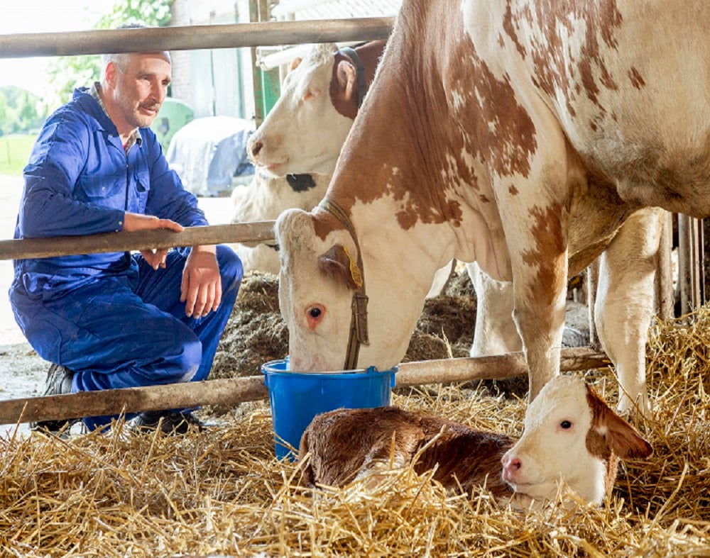 Feeding Reviva after calving will boost your cows’ vitality