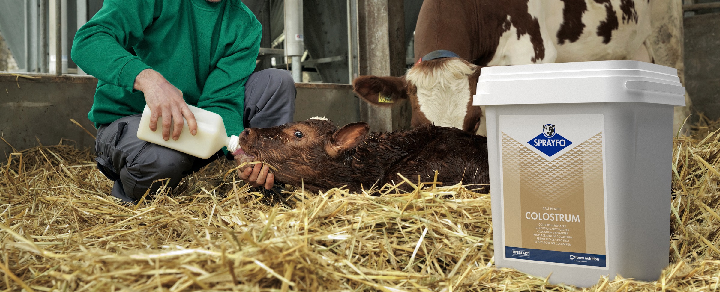 Colostrum; managing the first vital feed