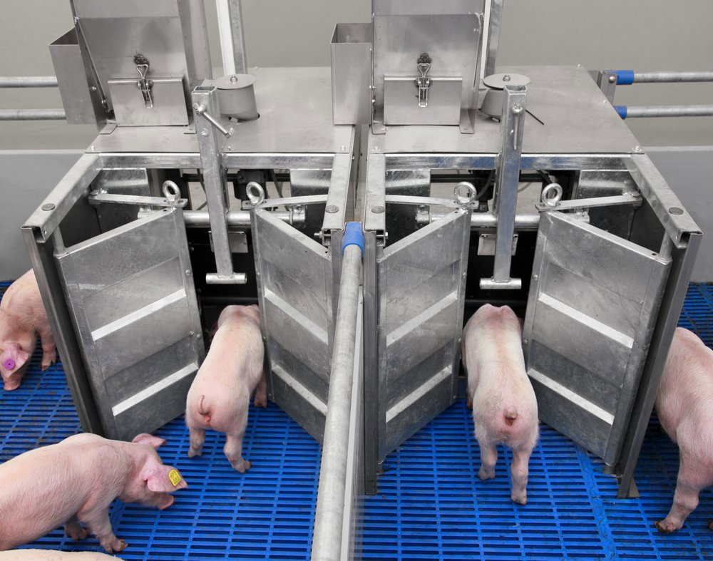 Managing feed intake of piglets