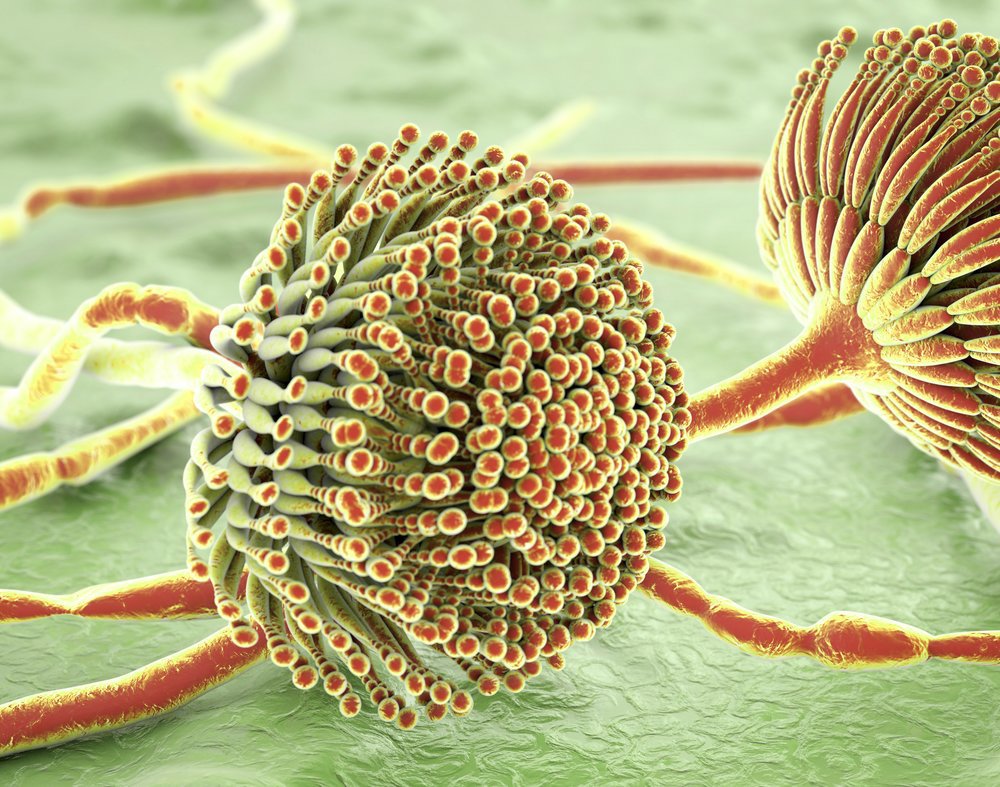 Managing mycotoxin risk in layers