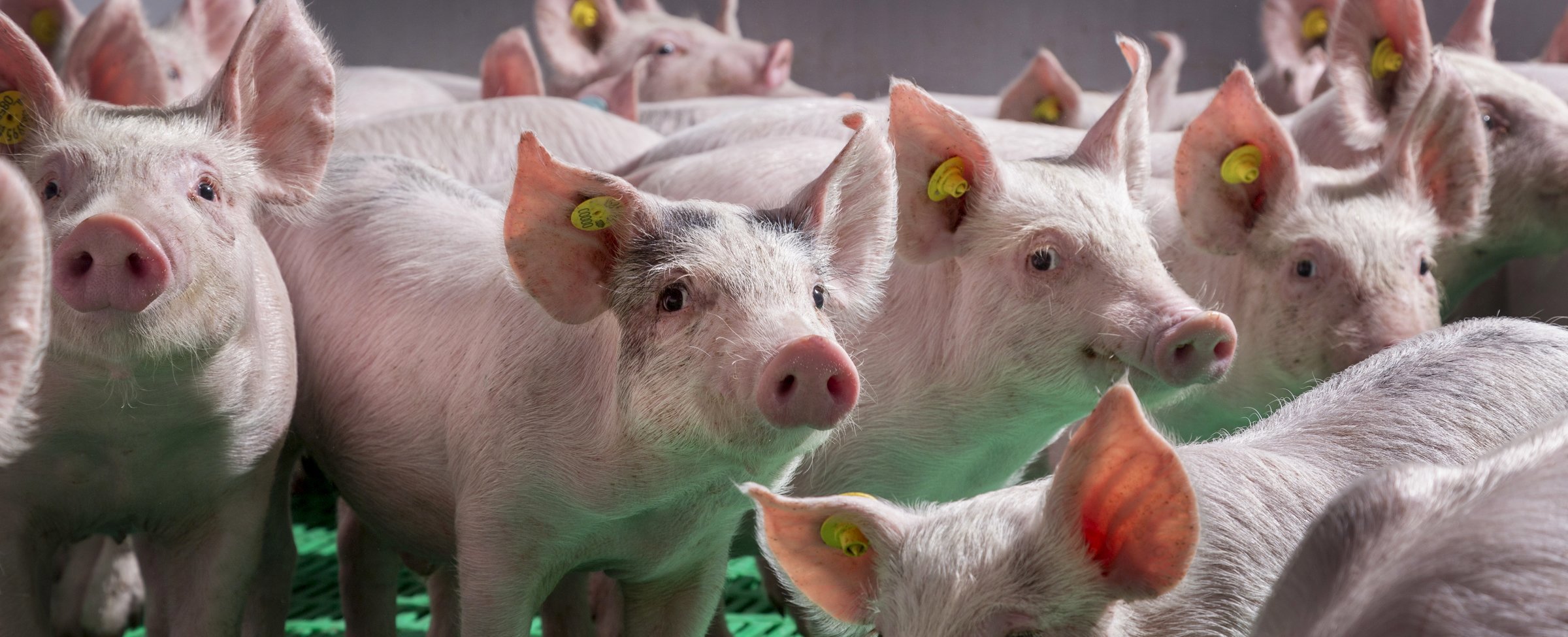 Swine Research Centre