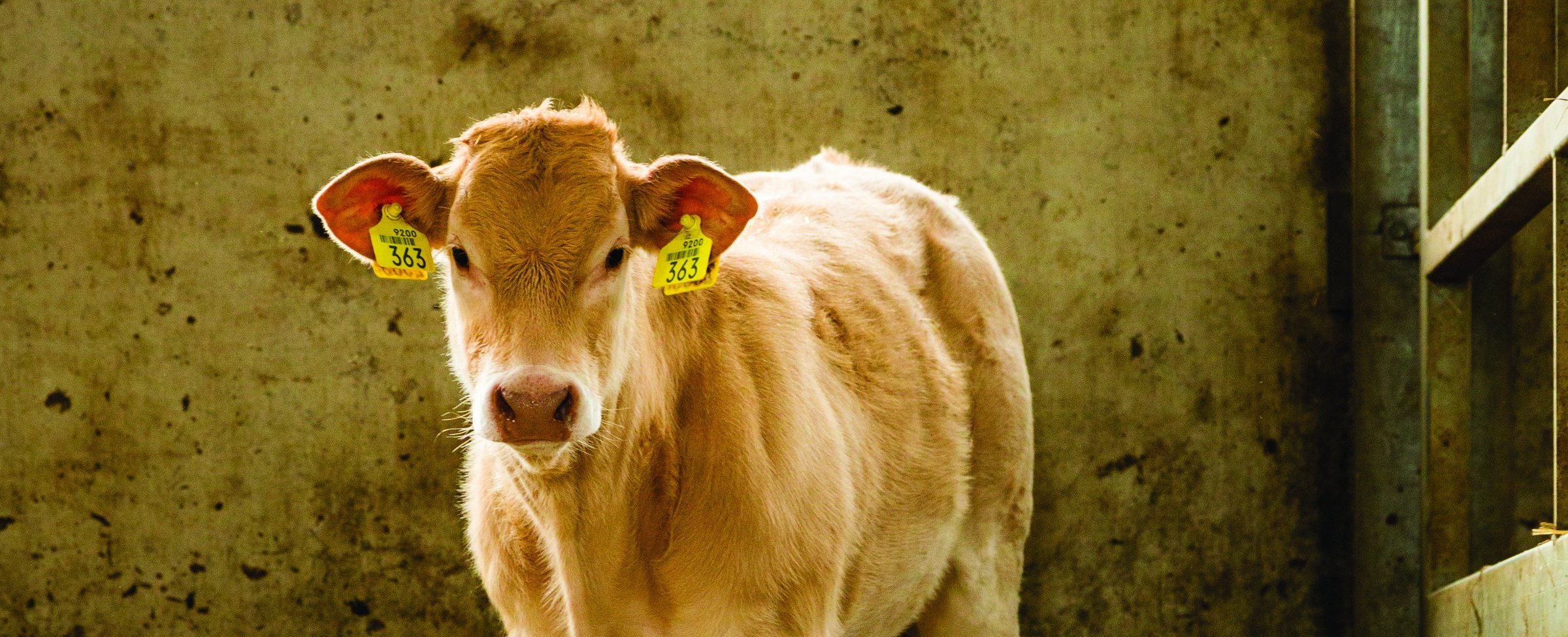 Beef grower standing in the corner of his pen, against a wall