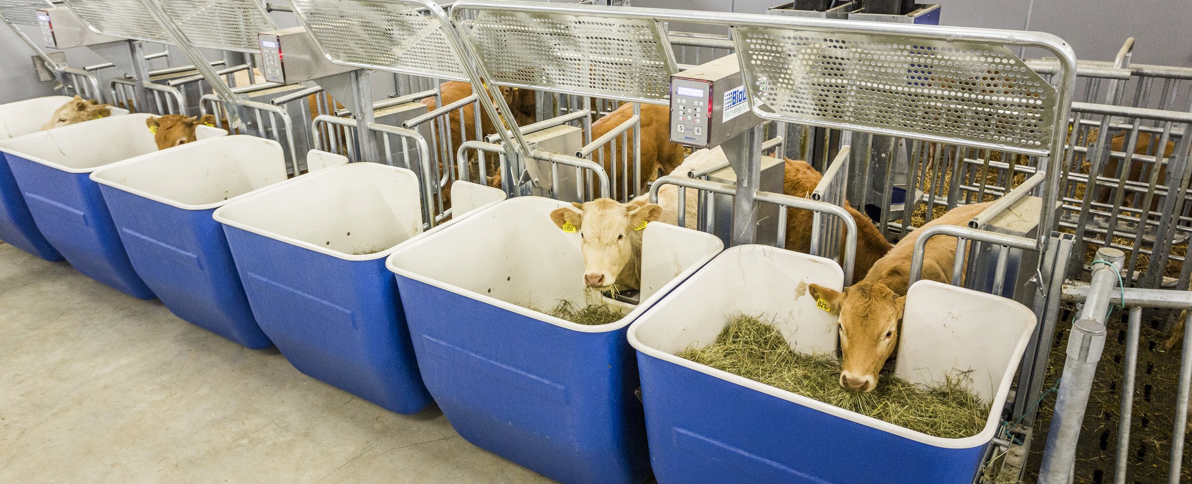 Calf and Beef Research Facility