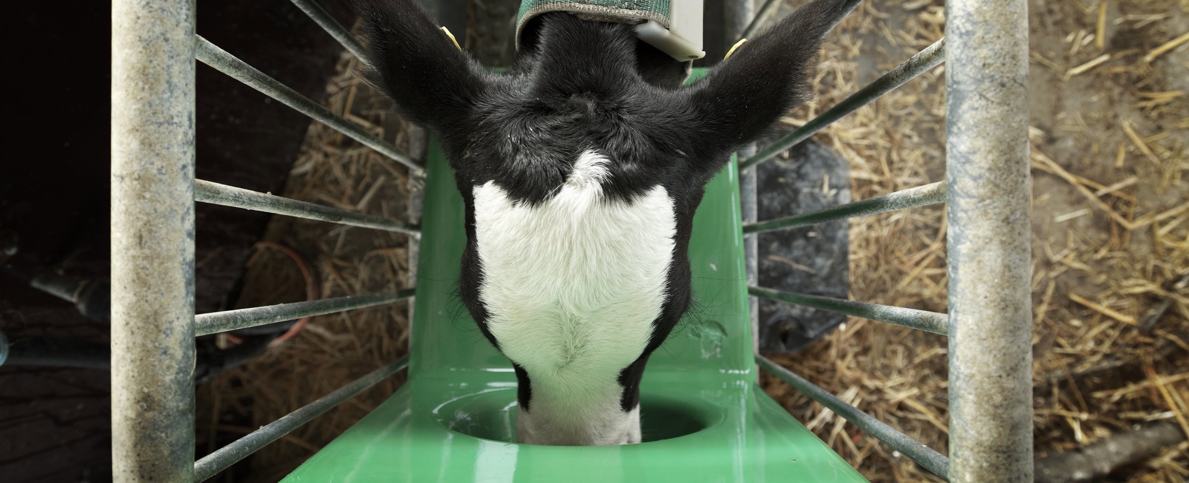 A strong performing calf, drinking from an automatic feeder